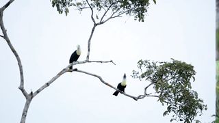 TUCANO DE PAPO BRANCO