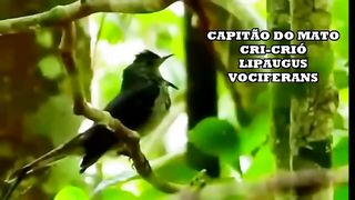PÁSSARO CAPITÃO DO MATO