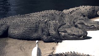 Crocodile Sunbathing Spectacle