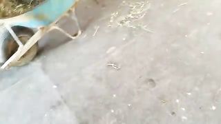 Baby miniature horse chasing me 2