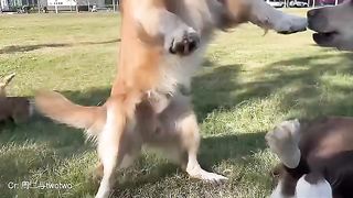 When Dogs Go On A Rampage!! ????FUNNIEST Dogs