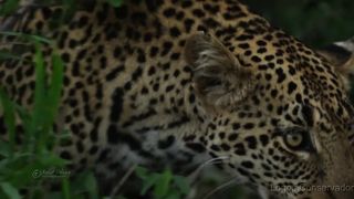 Imagens espetaculares de animais em 4K