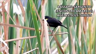 PÁSSARO SARGENTO & ENCONTRO