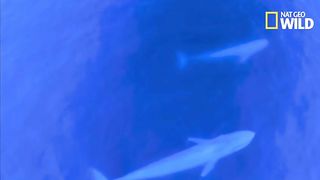 Documentaire sur les mammifère comme la baleine