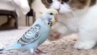Pet 46