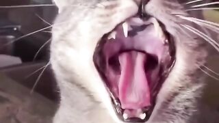 funny animals