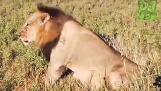 Funny Animals Farting compilation