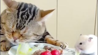 Fresh Funny Animals Videos ???? Funniest Cats and Dogs???????? cat dog animals video