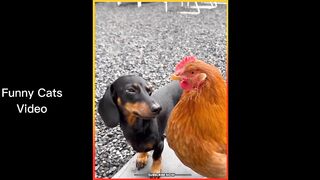 funny cats and dogs