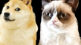 funny cats and dogs videos