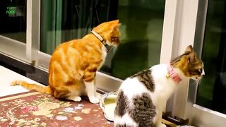 funny memes,funny girlfails,funny dog,new funny,funny day,funny fail,funny vines,funny tiktok,funny comedy,funny girl fails videos