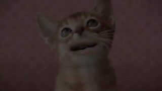 cats !!