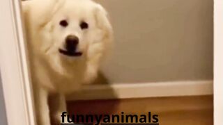 funnyanimals