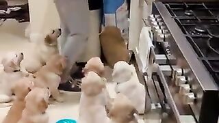 Dogs feeding
