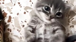 Gatos engraçados