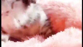 Funniest cats???? try not to laugh funny cats life