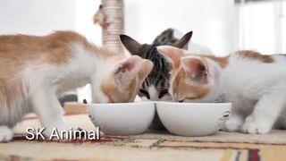 Funny cats kittens meowing