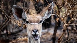 TRY NOT TO LAUGH  #Best Funny Videos Compilation 2023