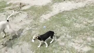 Big dog mate smalle dog