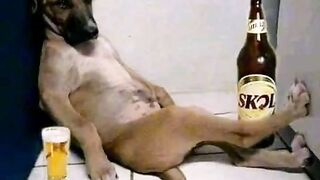 Funny dogs