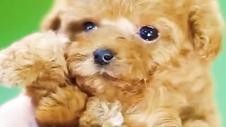 Tótó - Cachorro de Pelúcia