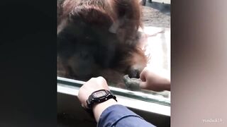 Funny Animals That Always Make Us LAUGH!????