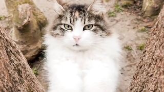 Funny Animals Video / Funny Cats  Video