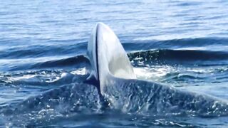 This Is What Biggest Whale In The World Can Do
