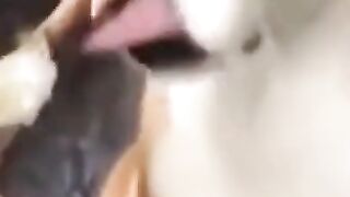 funny dog ​​videos try not to laugh