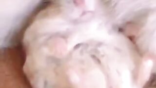 cute and funny cat