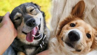 Funniest Animals Video - Funny Dogs And Cats - Try Not To Laugh Animals 2022