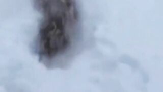 Funny Cute animals Videos cute moment of the animals - #12