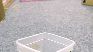 Funny cat