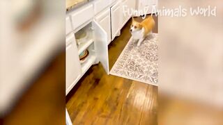 Funniest Dogs And Cats Videos ???? - Best Funny Animal Videos
