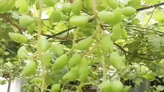 harvest banana grapes