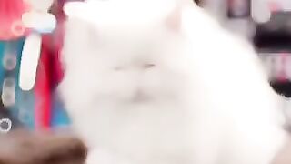 Beautiful cat