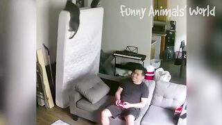 Funniest Dogs And Cats Videos ???? - Best Funny Animal Videos 2022 ???? #4.mp4