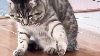 Funny Cat very funny