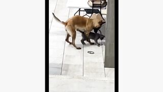 funny animals tiktok video