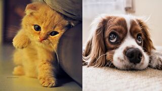 Cute funny cats and dogs