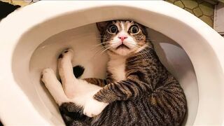 funny animals
