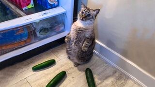 funny cats and dogs,