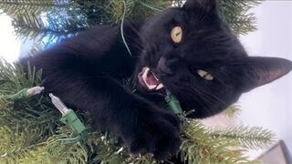 funny cat
