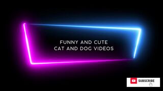 Funny and Cute, Cat and Dog Videos (See Tinh - audio)