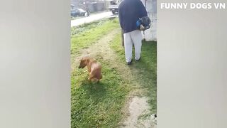 Funniest Animals Video - Funny Dogs And Cats - Try Not To Laugh Animals 2022