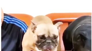 FUNNY VIDEOS ANIMALS