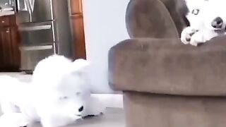 FUNNY VIDEOS ANIMALS