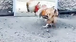 Try not to laugh crazay chiken is amazin and funny