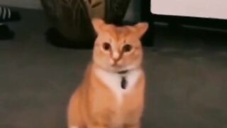 Funny moments for cats????