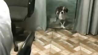 Cachorro adora um forró pé de Serra